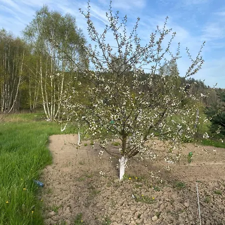 펜션 Dom Kaszubski